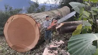 A Girl&rsquo;s Solo Life in the Forest | Cooking & Wood Harvest