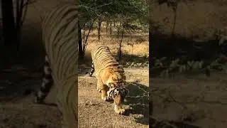 tiger slow-mo walk | best tiger attacking style