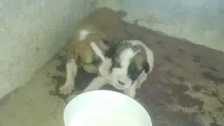 Motherless puppy's😭#animals #street #
