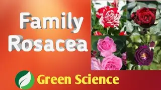 Characters of Family Rosacea
