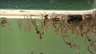 Mosquito larvae and pupae under water