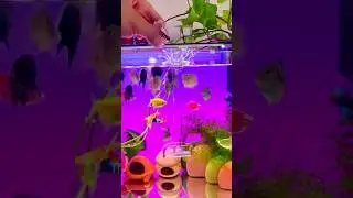 New Tetra Aquarium Setup | Aquarium Tank | Home Innovations| #shorts #aquarium #fish #youtubeshorts