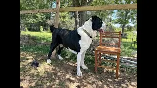How Strong Is The Central Asian Shepherd Dog Really?