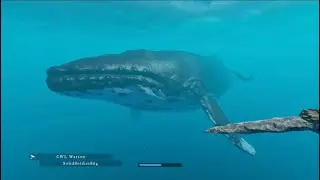 Swimming with a Humpback Whale on Stranded Deep