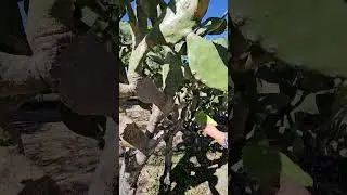 observa la experiencia en la t&eacute;cnica de limpiar el Nopal. #shorts #shortsfeed #vidaderancho