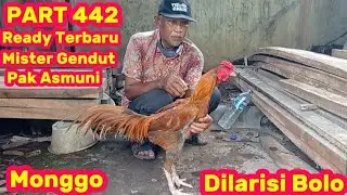 PART 442 🛑 Ready Terbaru Ayam Pak Asmuni Dan Mister Gendut 
