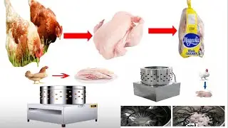 Chicken processing : Essential Equipement For Scalding, Plucking , and Packing Chickens for Sale!