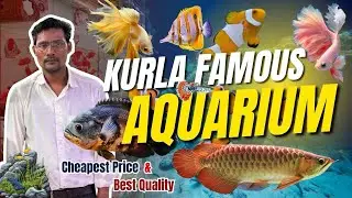 Kurla Fish Market New Stock 2026 | Aquarium fish Price | Flowerhorn, Guppy, Arowana #aquarium #fish 
