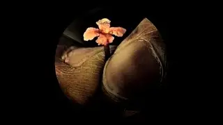 Puxumos - Pupila