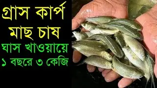 গ্রাস কার্প মাছ চাষ | ১ বছরে ৩ কেজি | গ্রাস কার্প মাছ চাষ পদ্ধতি | মাছ চাষ | Grass Carp Fish Farming