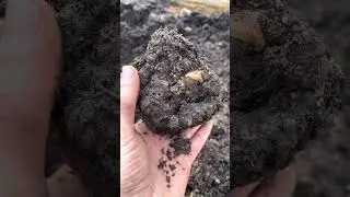 Soil Structure, Macro & Micro Pores, No-Till Gardening