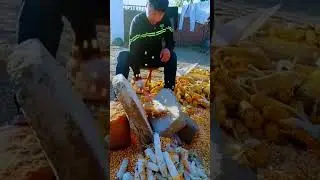 AGRITECH || Cara merontokkan jagung yang unik #shorts