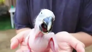 Macaw baby from hatching to fly| Baby bird| Macaw transformation and growth time @hkbirds7896