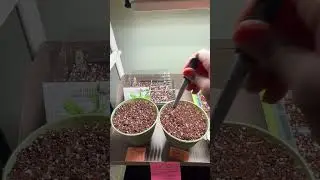 I Planted Radishes in TINY Containers&hellip; Here&rsquo;s What Happens 🌱 #gardening