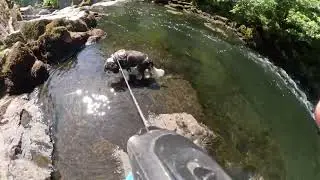 Dexter's Big Adventure Part 2 - Lake District UK - Hiking, Ambleside, Lake Windermere (July 12 2025)