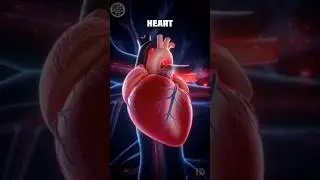 Optimal care for your every organ💀🤯 #shorts #youtubeshorts #viral #trendingshorts #trending #short