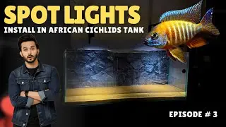 This Changed Everything! Spot Lights in My African Cichlids Tank | Ep. 3 - Imran&rsquo;s World