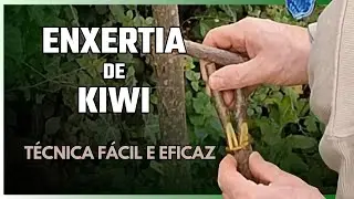 Como Fazer Enxertia em Kiwi Passo a Passo