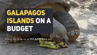 Galapagos Islands on a Budget. 5 Budget Tips for Galapagos Islands sin 60 seconds.