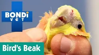 How Do I Cut A Bird's Beak? | Ask Bondi Vet