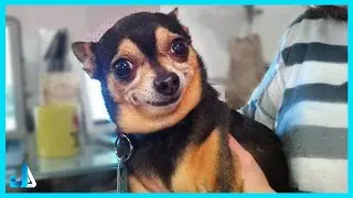 🐶 Adorable Dogs Who Interrupt Their Own Vet Checkups 🤣 Funny Animals 2025