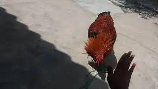 RRB Vs COCK DANGER FIGHT BOKARO