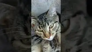 I'm trying to take a cat nap!
