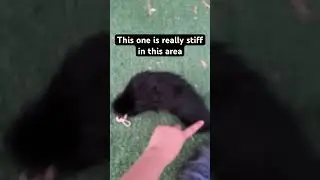 Might be a cruel fur farm&hellip;#therian #therianthropy #theriangear #sad #quadrobics #tail #furry #fyp￼