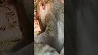 Monkey daily activity 2