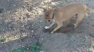Jack thinks he can dig a hole to the center of the earth