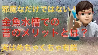 【活用するべし】金魚水槽での苔のメリット、デメリットを解説します（邪魔なだけじゃないよ！）