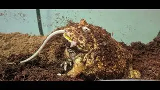 Pacman Frog Eats Live Mouse - Warning Live Feeding