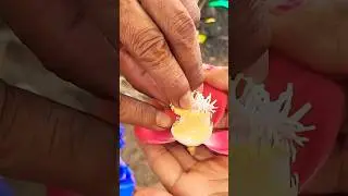 shiv ji ka adbhut nagphool... #nagraja #beautiful#nature #culture #indianmusic #flowers #minivlog