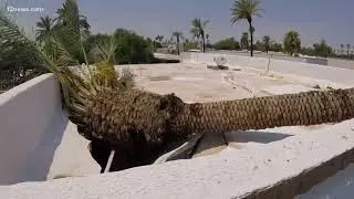 Palm tree top slams into apartment roof