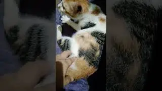 CAT SHOWING SIGNS OF LABOR AND IN PAIN