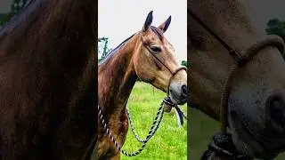 Braiding a rawhide Hackamore or &ldquo;bitless bridle&rdquo; #leatherwork #diy