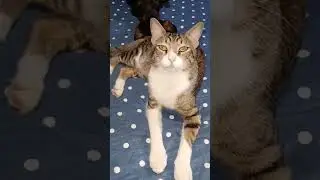 A folga do El&eacute;tron