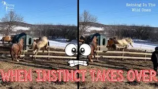 Reining In The Wild Ones - Episode 1 - Tinsel and Sugarplum
