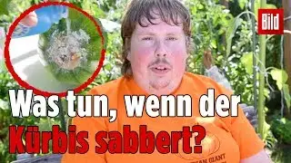 M&ouml;hrchen-Patrick erkl&auml;rt, wie ihr eurem K&uuml;rbis beim Wachsen helft