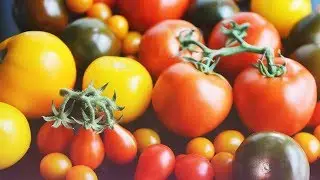 Andrew Zimmern Cooks: Tomato Sauce