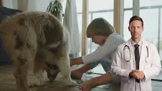 Pet Insurance Comparison: 10 Providers Compared🐶
