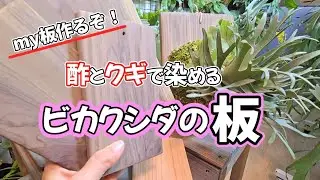 【化学反応】塗らずに染める✨ビカクシダの板作り🌱