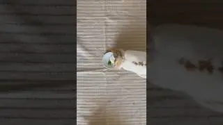 Adventures of Ado||Basil time||Fuzzy Lop bunny tasting basil #bunny #basil #coniglio #rabbit #shorts