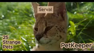Strange Pets: The Serval
