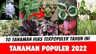10 Tanaman Hias Terpopuler 2022 &ndash; Tanaman Populer 2022