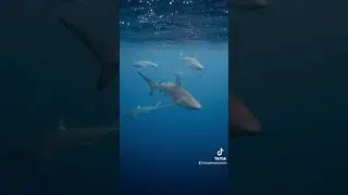 POV: you come on a tour with Deep Blue Eco Tours! #oceanconservation #sharks #sharkeducation #hawaii