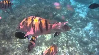 Snorkeling on rainbow reef report Bahamas
