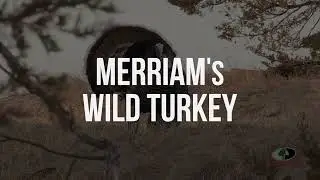 Merriam's Wild Turkey Gobbles | A Mossy Oak Compilation