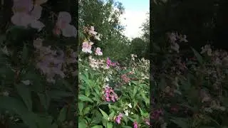 Himalayan Balsam. Britain&rsquo;s prettiest INVASIVE species.
