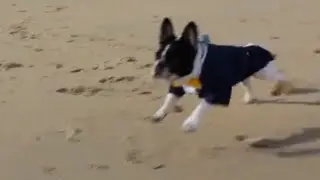 Dog Brings Rings to Wedding